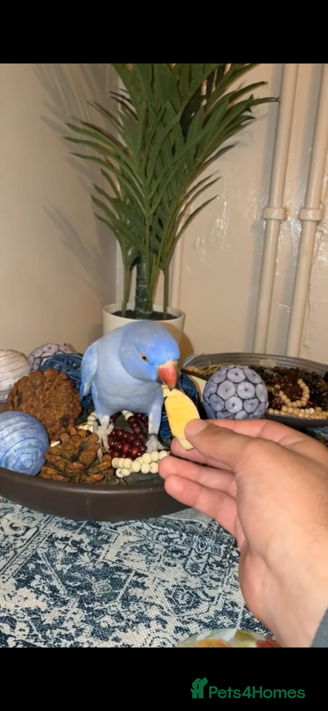 Ringnecks birds for sale: Cute Pair Of Ringnecks - Advert 1