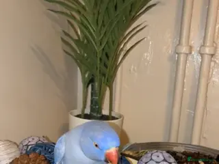 Ringnecks birds Cute Pair Of Ringnecks - Advert 18