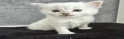 Persian cats for sale: Silver tipped Persians - Advert 5