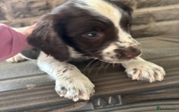 English Springer Spaniel dogs for sale: English Springer Spaniels available 3 x girls in Hereford - Image 20