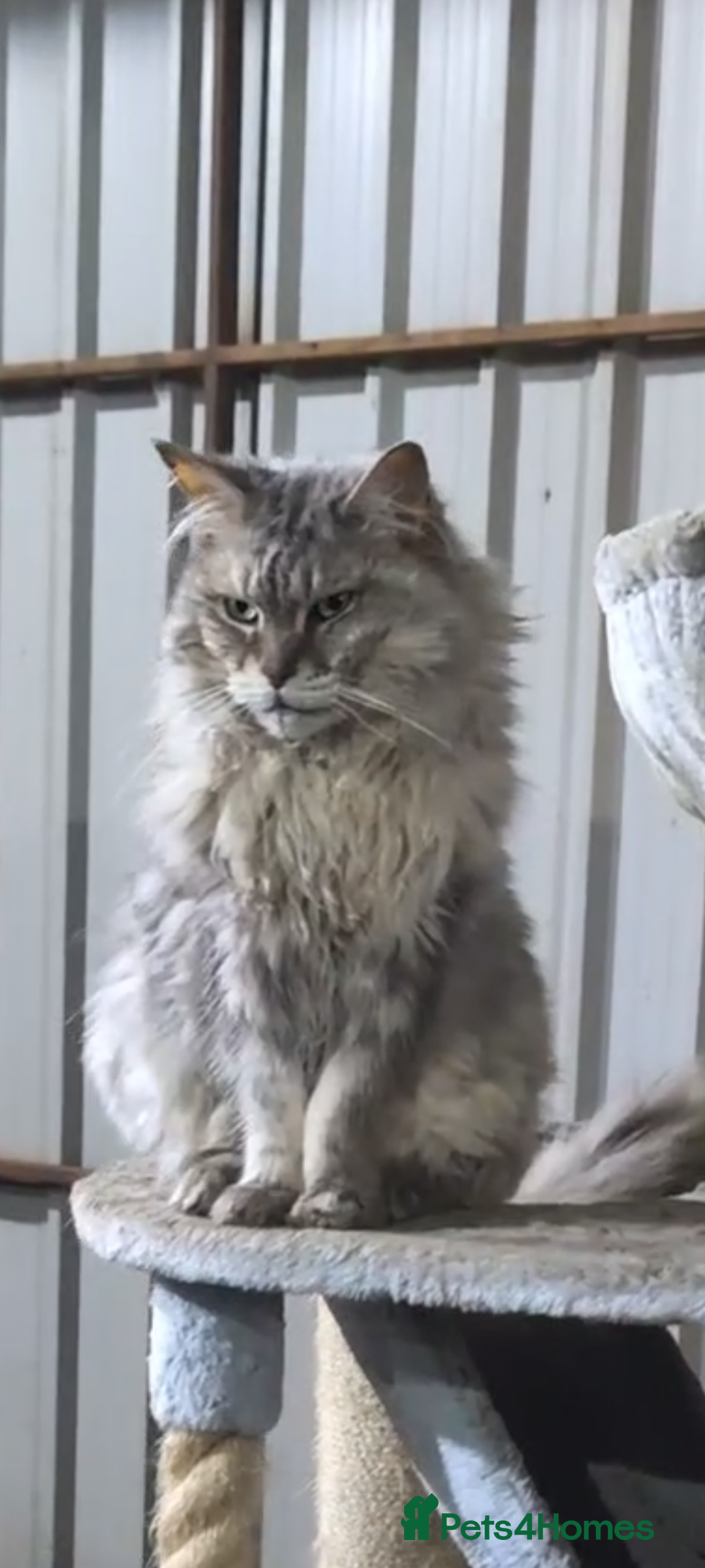 Maine Coon cats for sale: Maine Coon pedigree kittens  - Advert 11