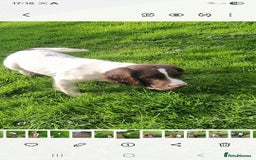 English Springer Spaniel dogs for sale: English springer spaniels  - Image 2