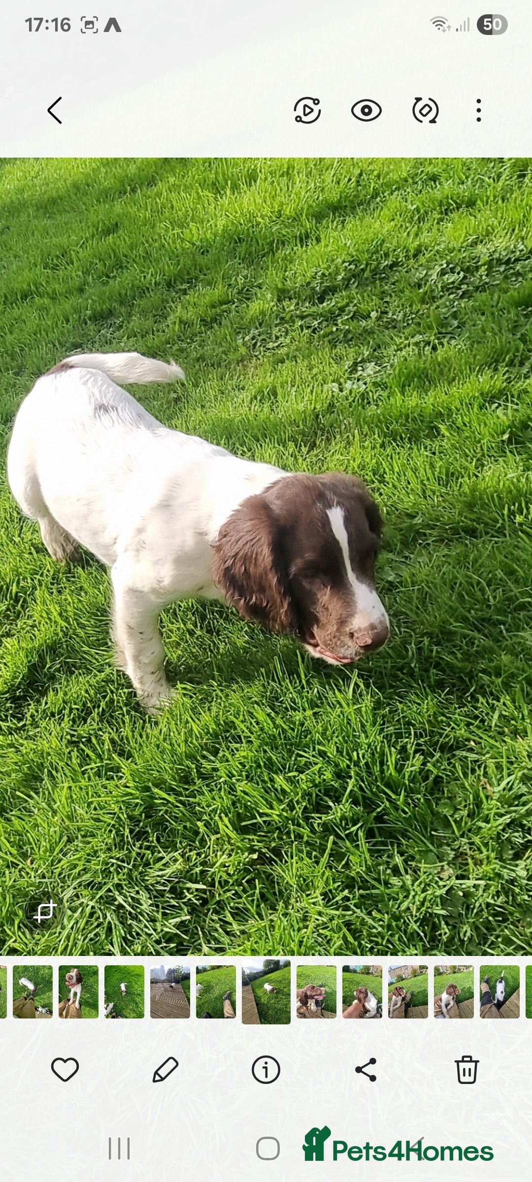 English Springer Spaniel dogs for sale: English springer spaniels  - Image 2