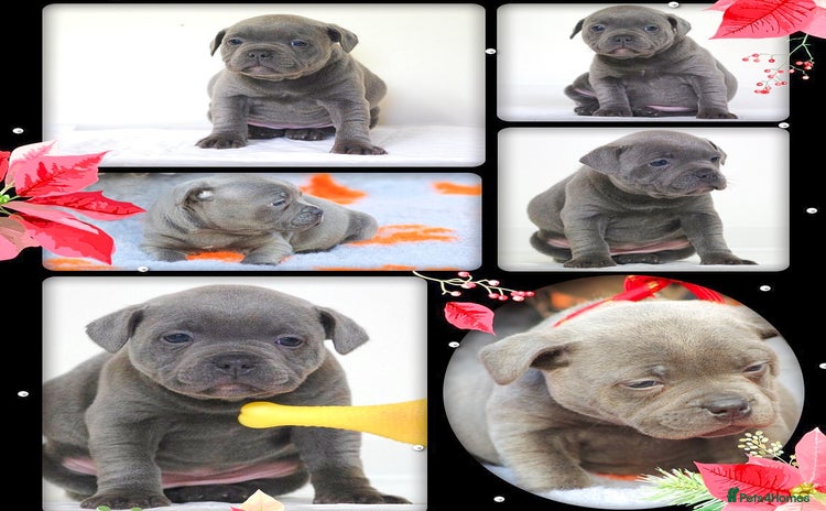 Staffordshire Bull Terrier dogs - Advert 1