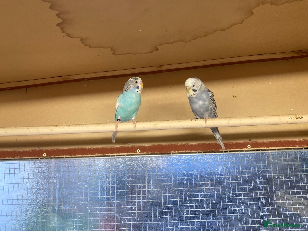 Budgerigars birds for sale: 2025 budgies - Image 8