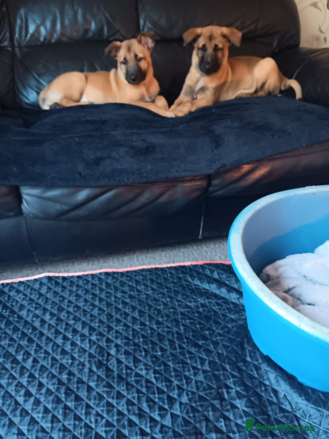 Belgian Shepherd Dog dogs for sale: Belgian Shepherd - Malinois  - Advert 26