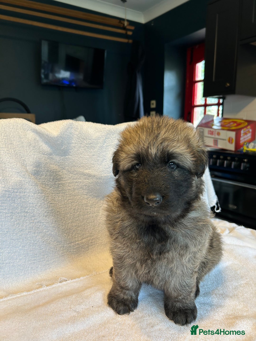 German Shepherd dogs for sale: KC Long Coated German Shepherd Puppies  - Image 4