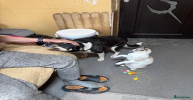 Mixed Breed dogs - Advert 2