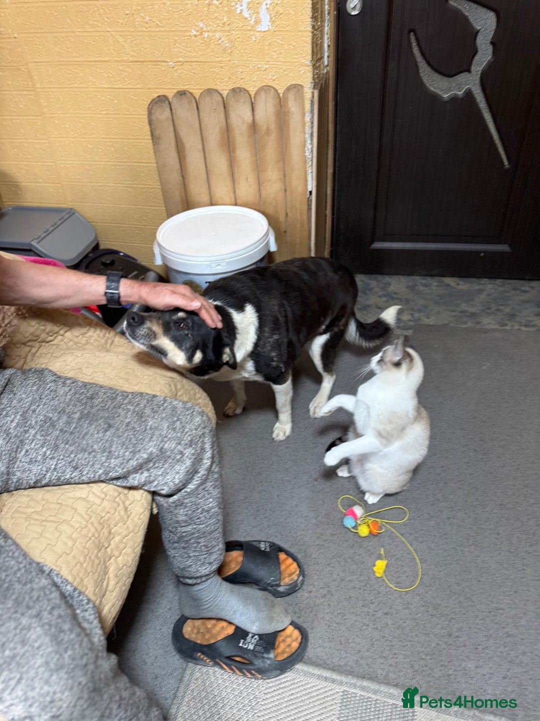 Mixed Breed dogs for adoption: ELSA -  a Special Girl who hates the Prison - Image 3