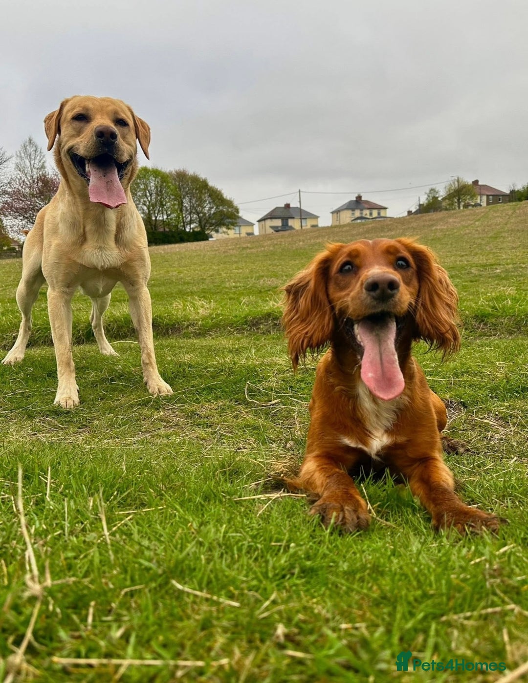 Cockerdor dogs for sale: 🐾 Cockador’s - Image 6
