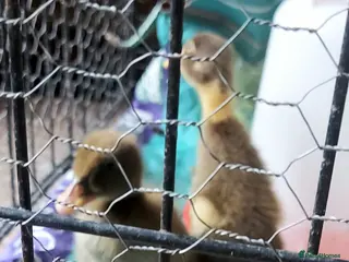Ducks poultry 2 Runner Ducklings unsexed - Advert 2