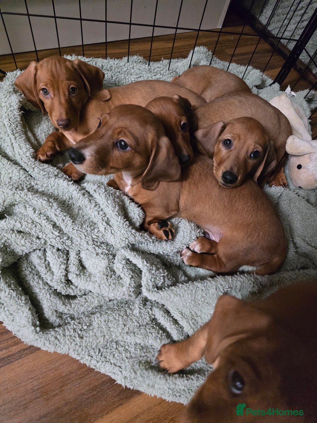 Dachshund dogs for sale: Full Minature dachsund puppies  - Advert 2