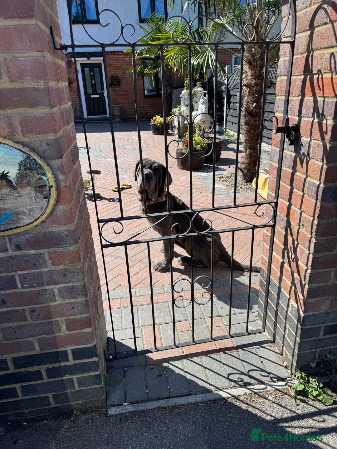 Neapolitan Mastiff dogs for sale: Nelly and vinnie Neapolitan mastiff  - Image 3