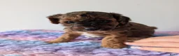Cavapoo dogs for sale: F1B Cavapoo Puppies for Sale 🐶 3 Boys Left!!  - Advert 22
