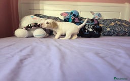 Mixed Breed dogs for sale: Cocker Spaniel Puppies – 4 Weeks Old - reserve now - Advert 25