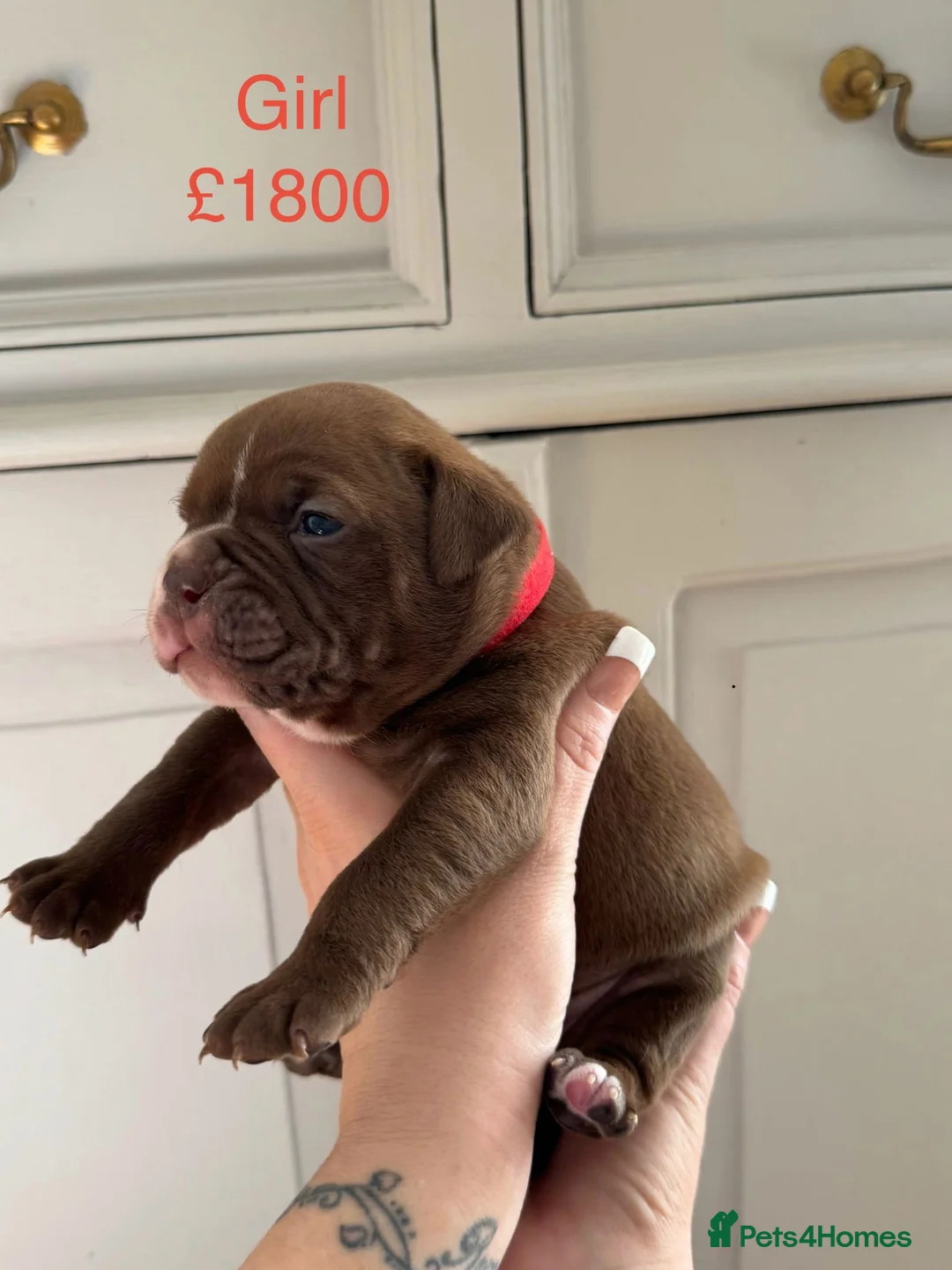 Mixed Breed dogs for sale: Old English bulldog puppies  in Chichester - Advert 2