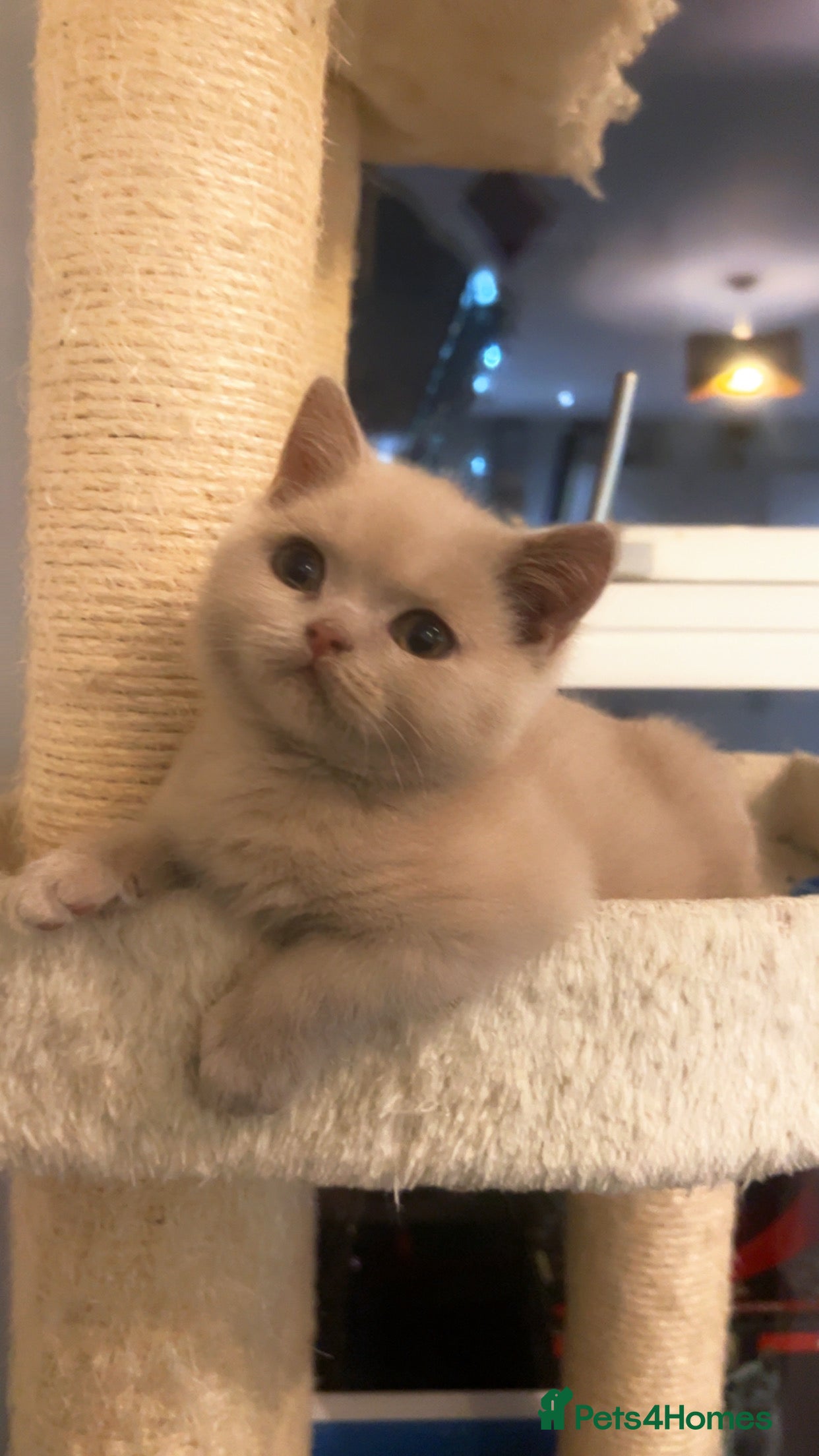 British Shorthair cats RARE Fawn British Shorthair Kitten £900 - Advert 6