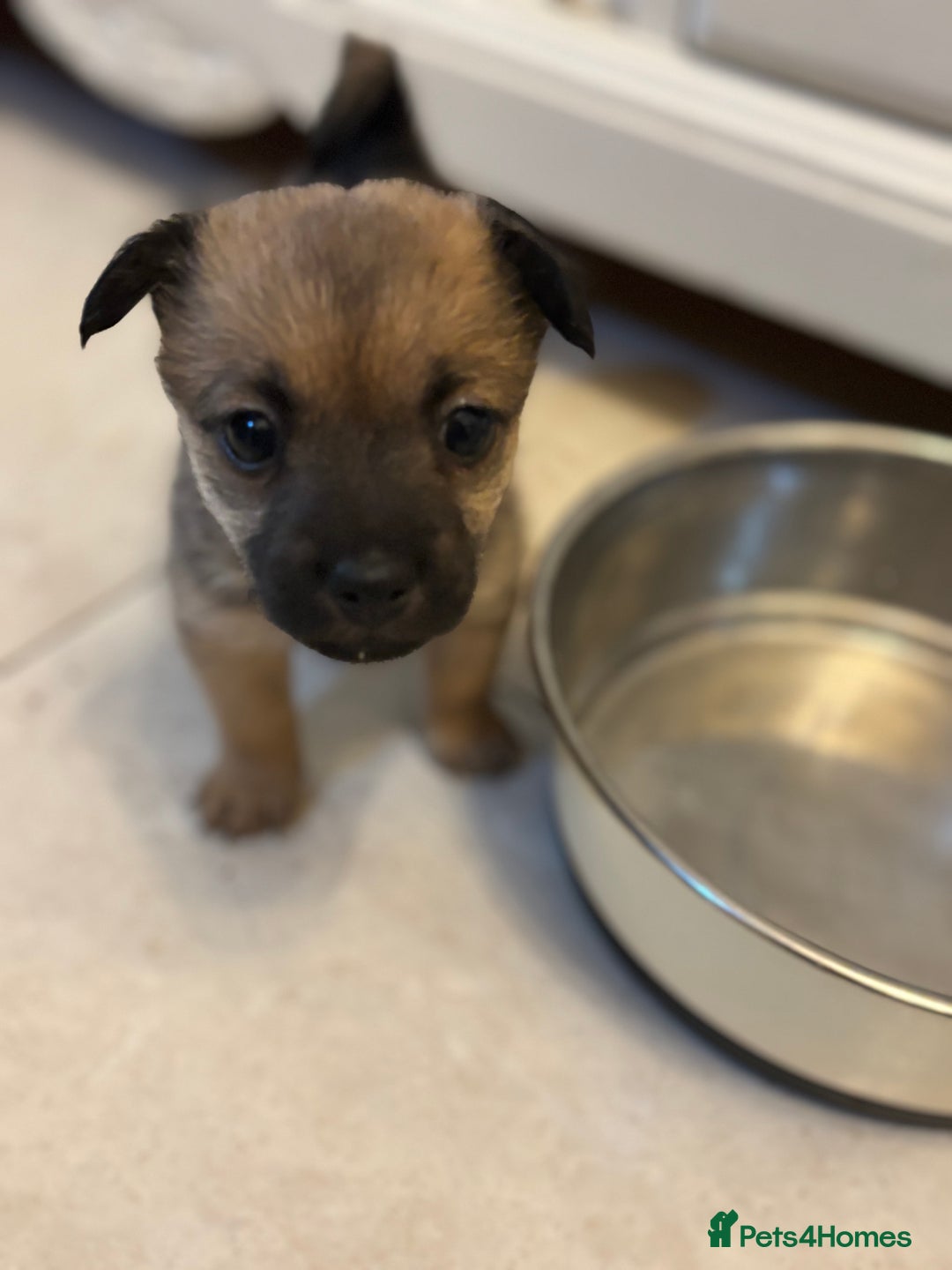 Mixed Breed dogs for sale: Jackaranian puppies - Advert 2