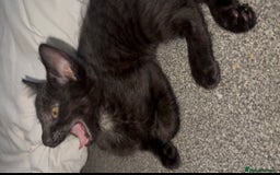 British Shorthair cats for sale: 2 Kittens for sale - Image 3