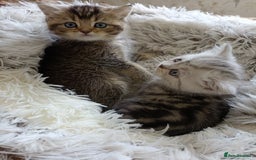 British Shorthair cats for sale: British Shorthair kittens - Image 5