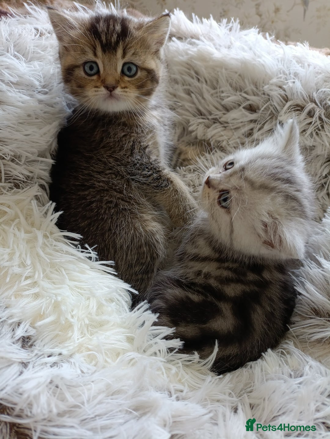 British Shorthair cats for sale: British Shorthair kittens - Image 5