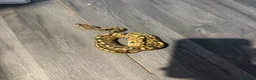 Python Snake reptiles for sale: Ball python yearlings  in Crewe - Advert 3