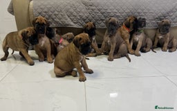 Bullmastiff dogs for sale: Courageous Bullmastiff Puppies. - Image 6