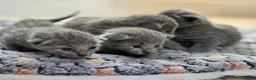 Russian Blue cats for sale: 💙 Russian Blue Kittens – TICA Registered 💙 - Advert 1