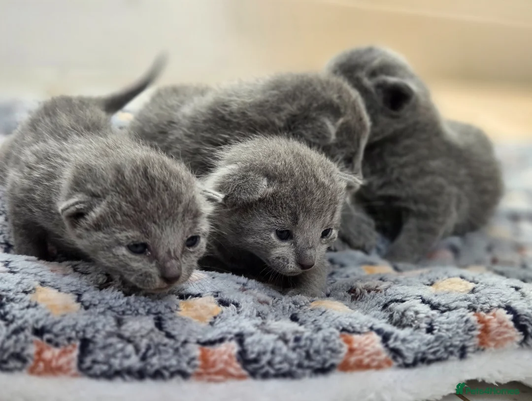 Russian Blue cats for sale: 💙 Russian Blue Kittens – TICA Registered 💙 - Advert 1