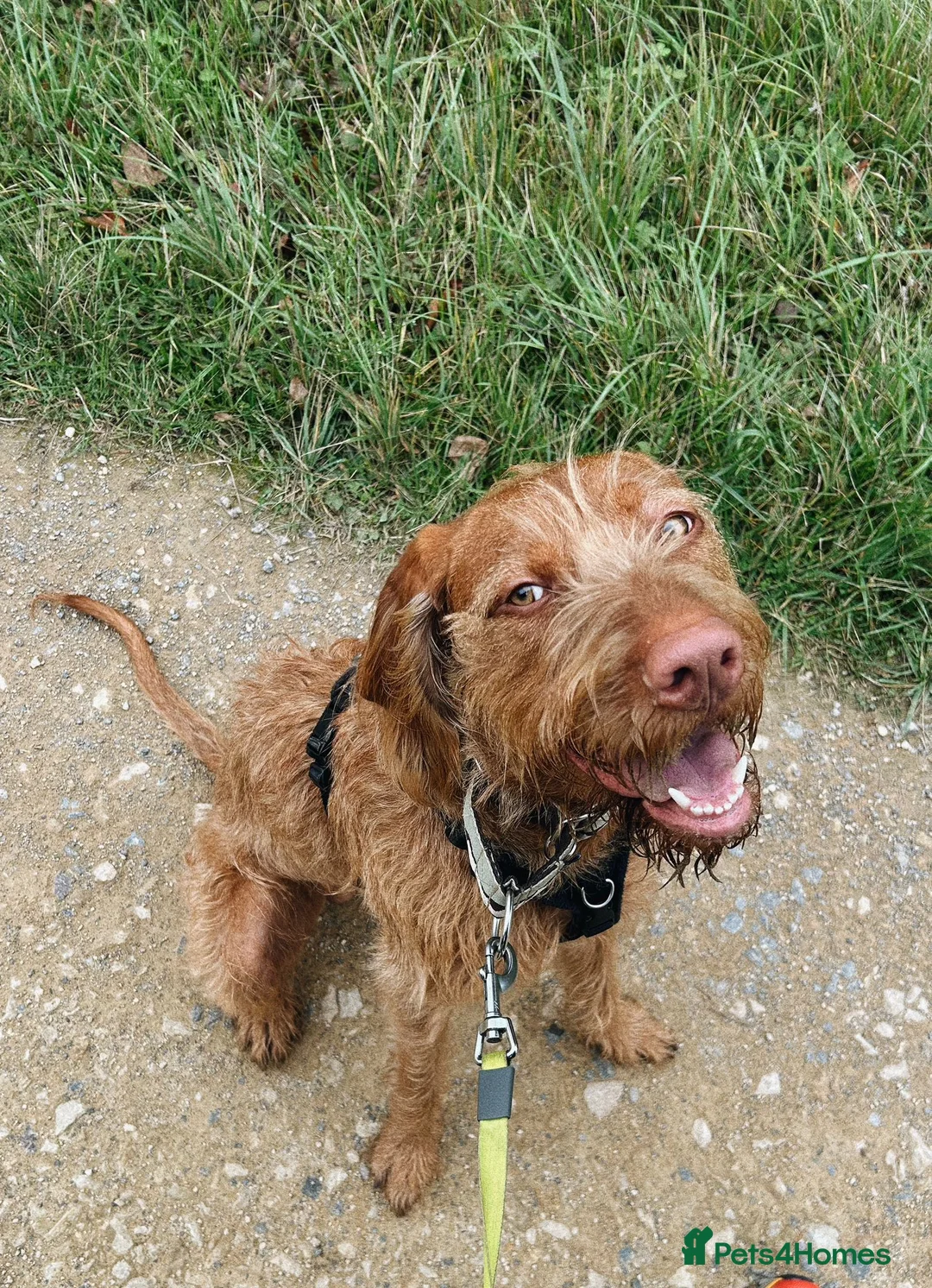 Hungarian Vizsla dogs for sale: Wirehaired vizsla puppies  - Advert 22