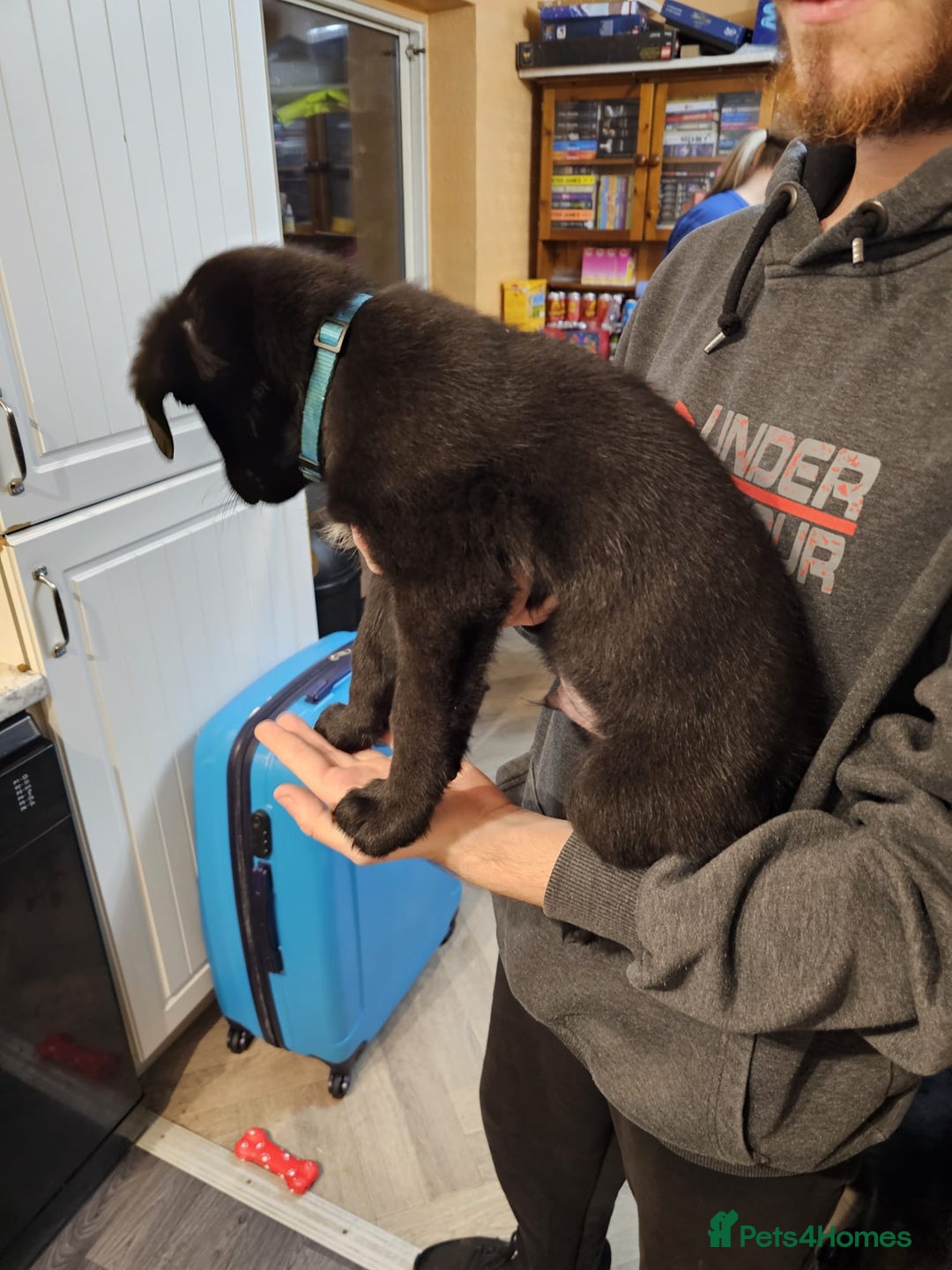 Mixed Breed dogs for sale: German Shepherd x lab pups for sale - Advert 2