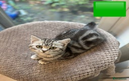 British Shorthair cats for sale: Beautiful registered British Shorthaired Kittens - Image 17