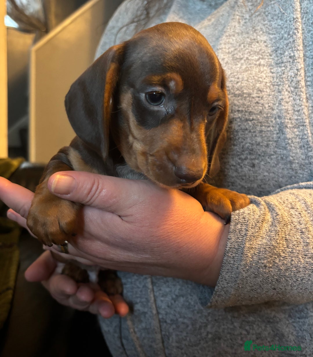 Miniature Dachshund dogs for sale: Kc registered Miniature dachshund puppies  - Image 7