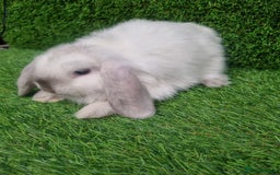 Mini Lop rabbits for sale: Purebred mini lops  - Image 6