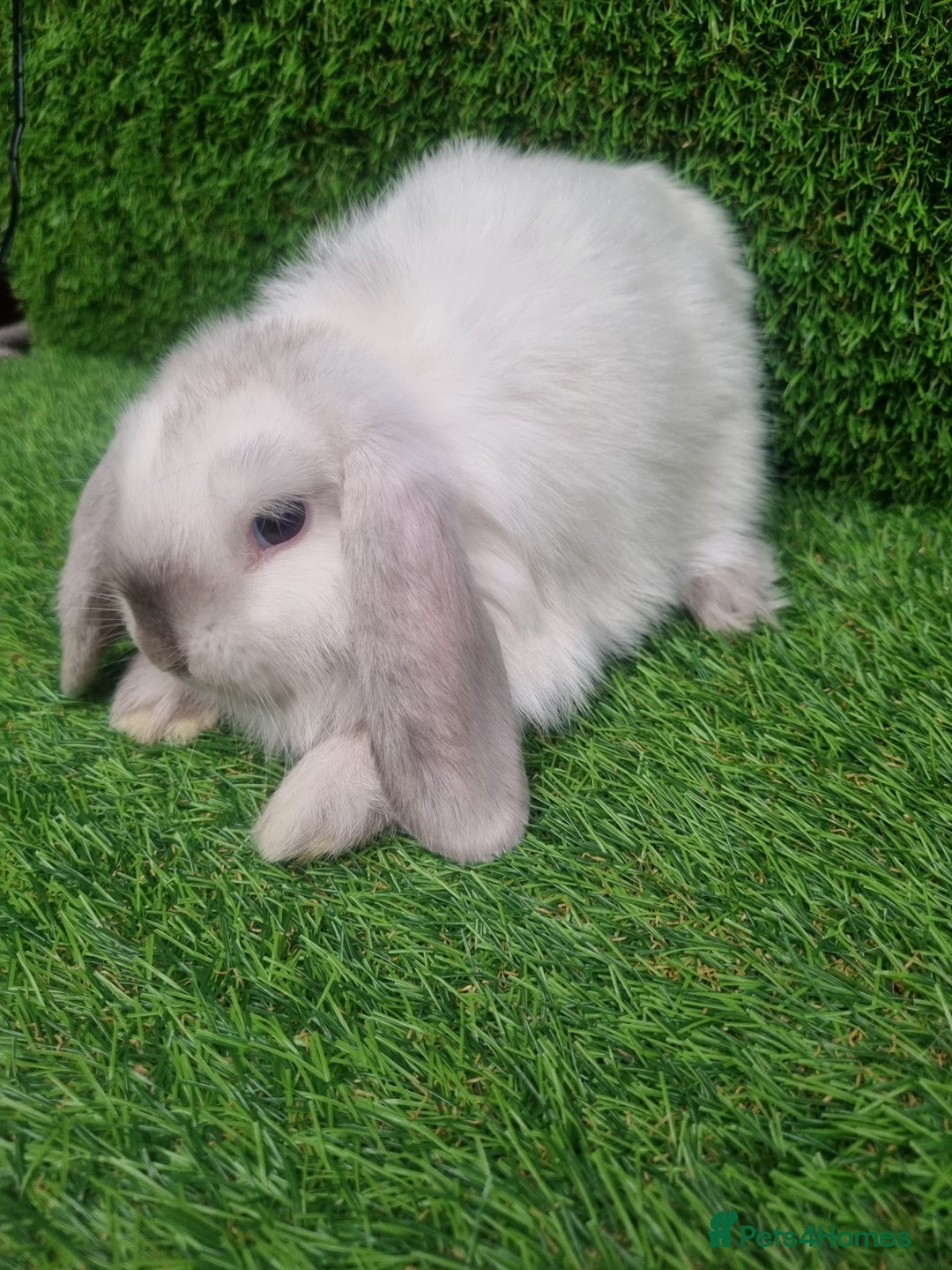 Mini Lop rabbits for sale: Purebred mini lops  - Image 6