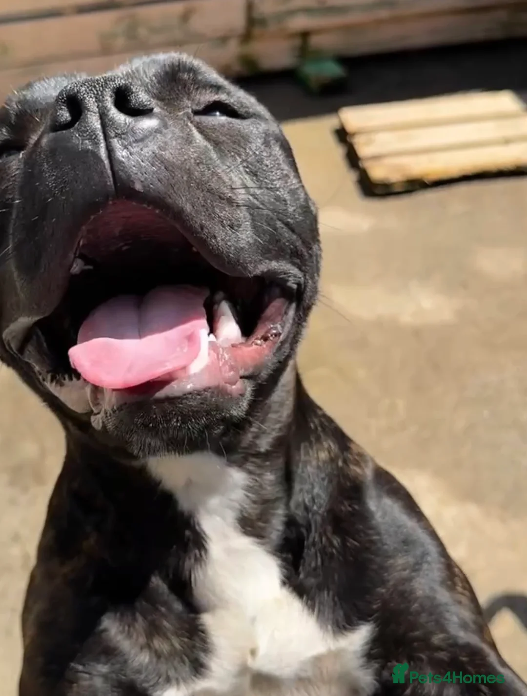 Staffordshire Bull Terrier dogs for sale: 2 female pups for sale  - Advert 2
