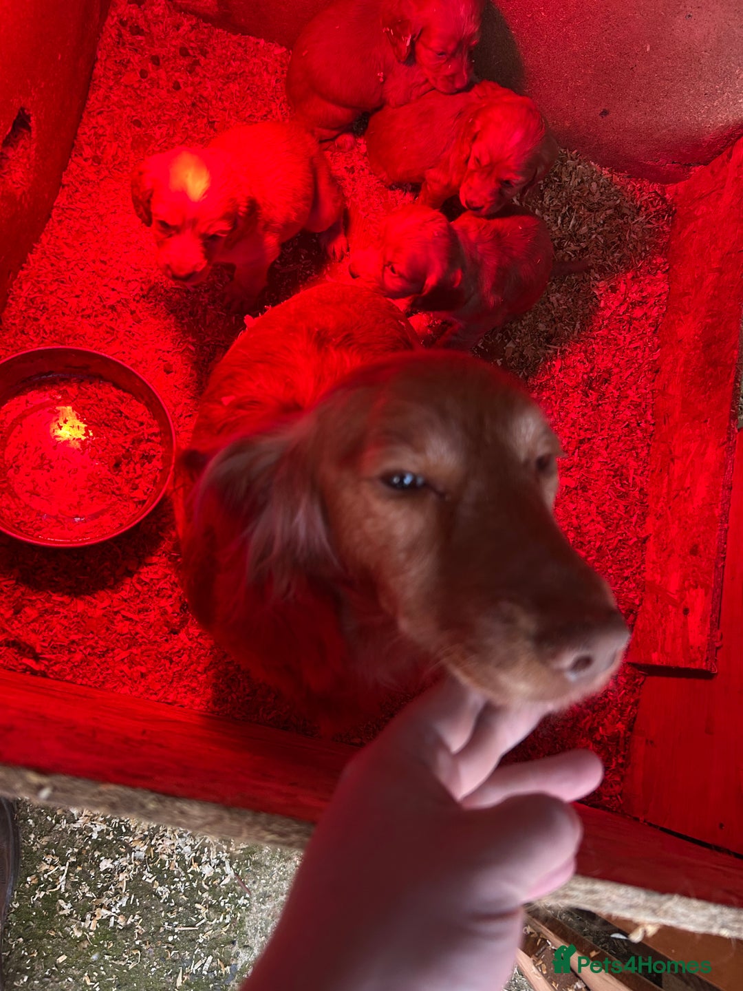 Cocker Spaniel dogs for sale: Cocker spaniel puppies  - Advert 7