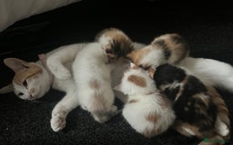 Domestic Shorthair cats for sale: 5 kittens 1 mother - Image 6