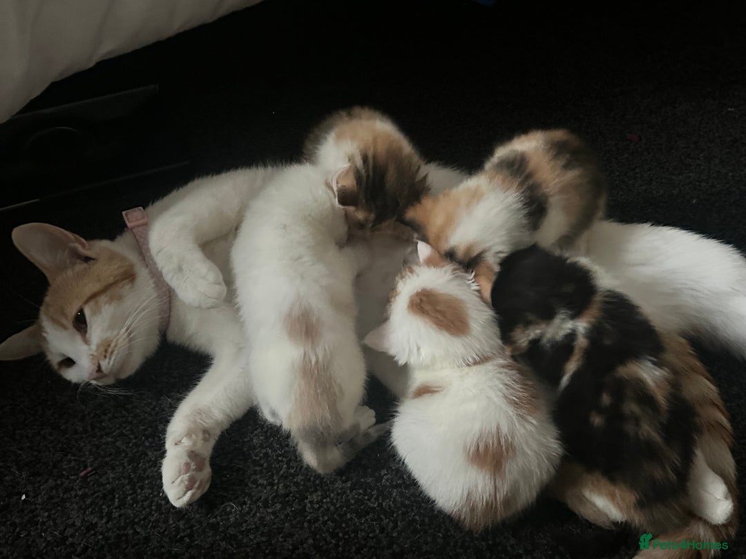 Domestic Shorthair cats for sale: 5 kittens 1 mother - Image 6