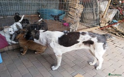 Mixed Breed dogs for adoption: Meet Little BEAR, a Lovely but naughty Boy... - Image 16