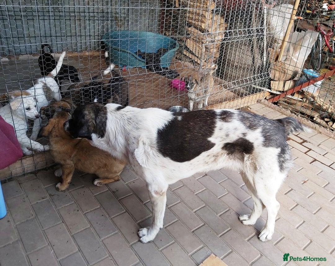 Mixed Breed dogs for adoption: Meet Little BEAR, a Lovely but naughty Boy... - Image 16