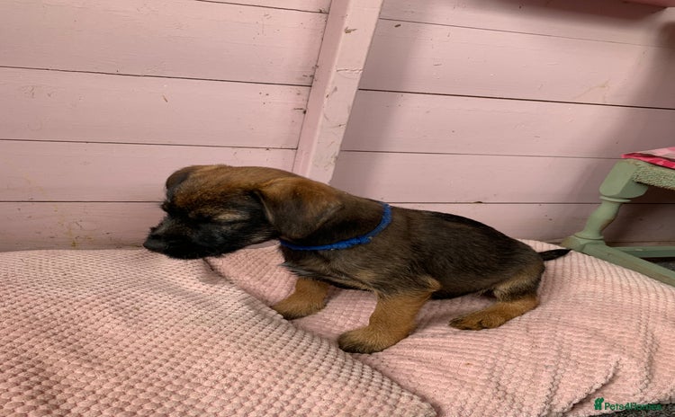 Border Terrier dogs - Advert 1
