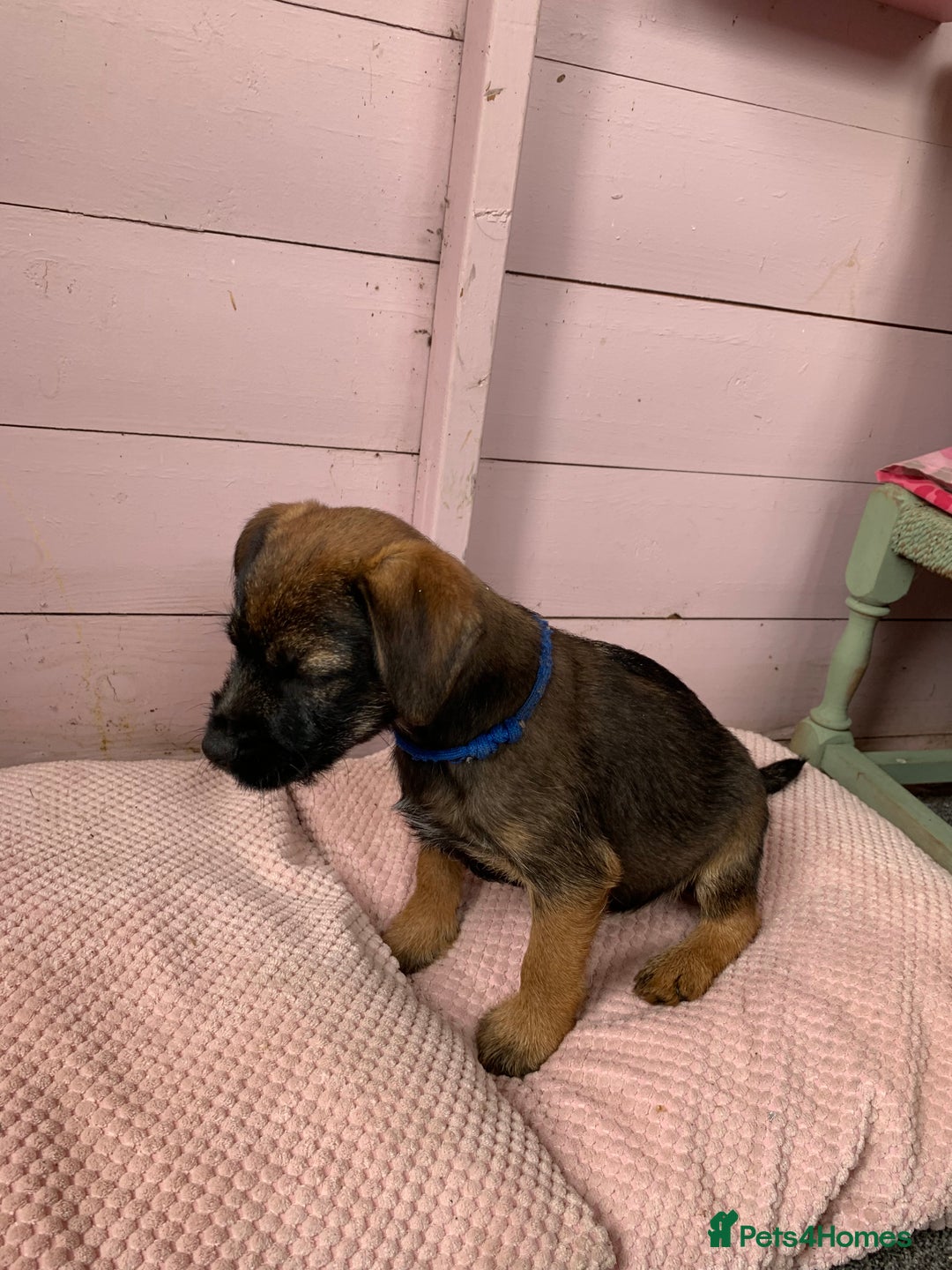 Border Terrier dogs for sale: Border terrier pups - Image 1