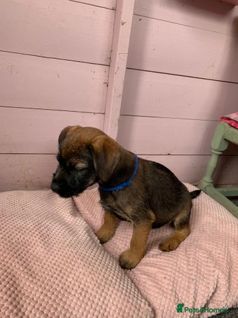 Border Terrier dogs - Advert 2