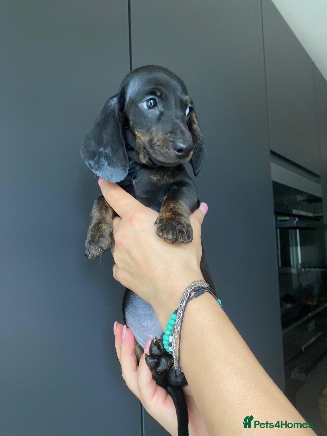 Dachshund dogs for sale: Miniature dachshund puppies - Image 3
