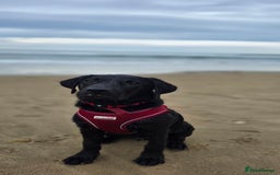 Labrador Retriever dogs for sale: Labrador for sale - Image 12