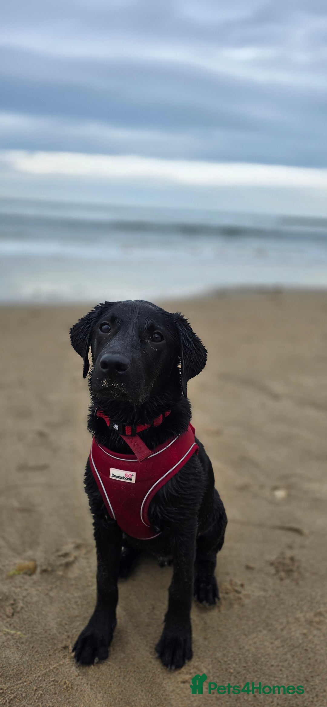 Labrador Retriever dogs for sale: Labrador for sale - Image 12