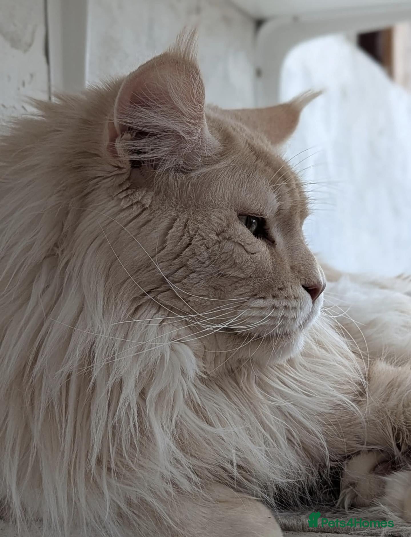 Maine Coon cats 🏅TICA🏅 pure white boys maine coons - Advert 2