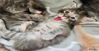 Maine Coon cats - Advert 11