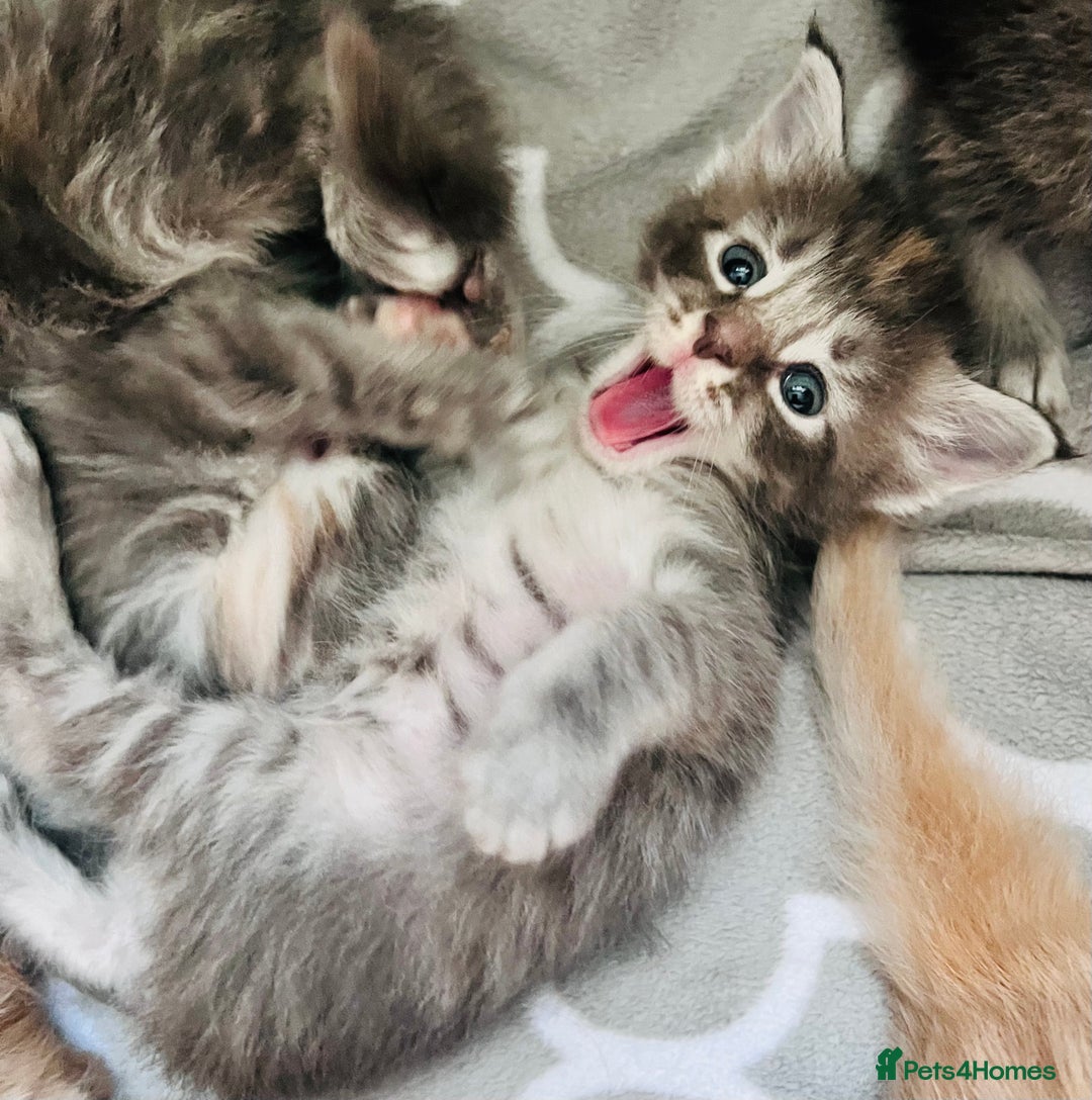 Maine Coon cats for sale: Beautiful Maine Coon babies - Image 3